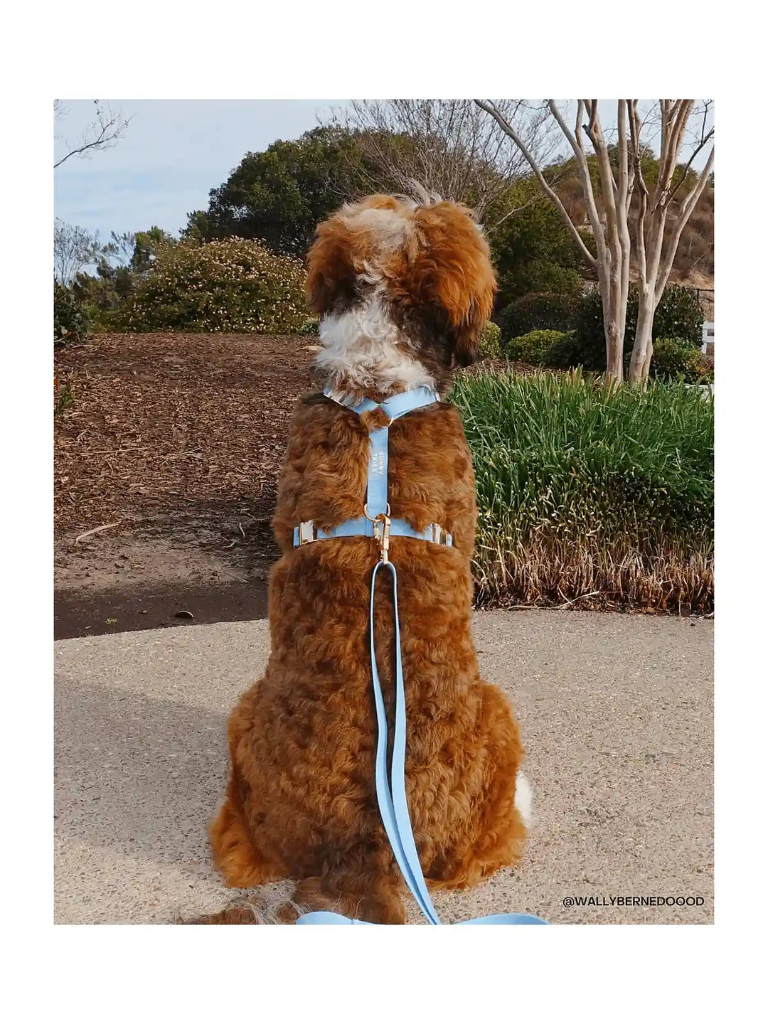 Malibu Blue Cloud Lite Dog Harness