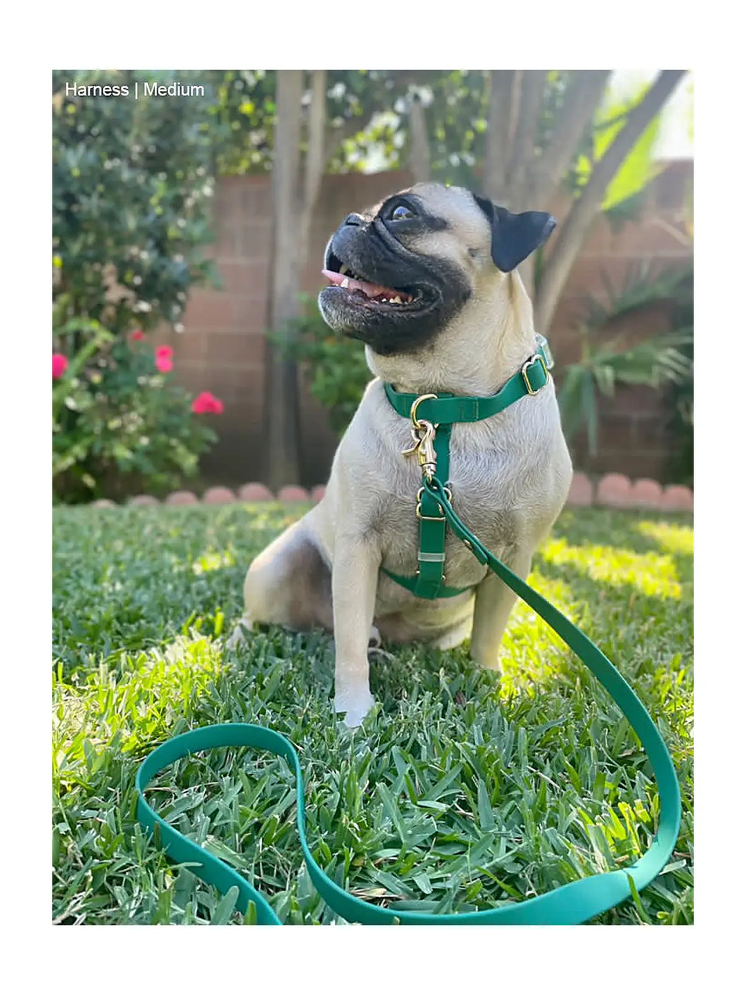 Cloud Lite Dog Harness