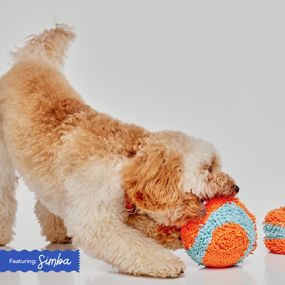 Dog playing with an interactive puzzle toy at home in the UAE