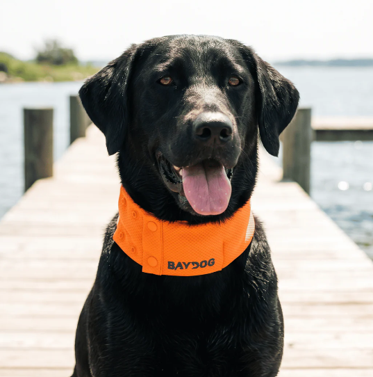 Arctic Bay Dog Cooling Collar - Blaze Orange