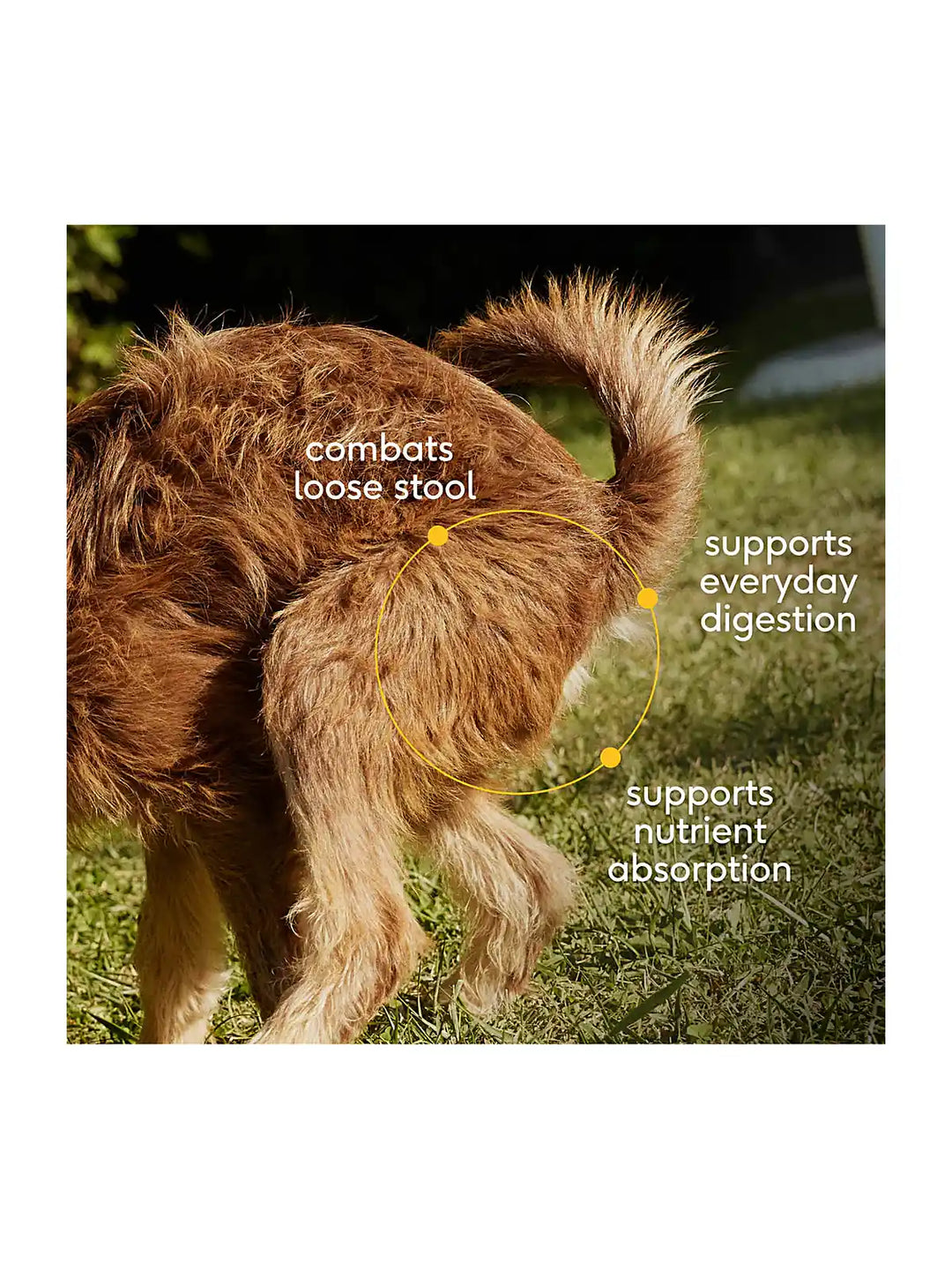 Pumpkin - Supports digestive regulatory and firm stool