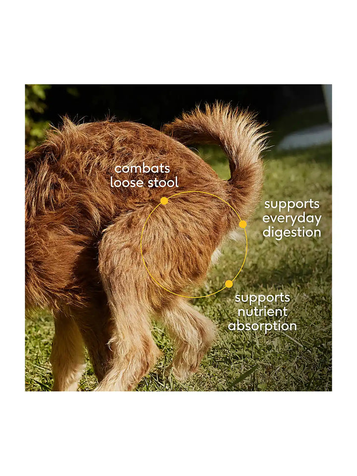 Pumpkin - Supports digestive regulatory and firm stool