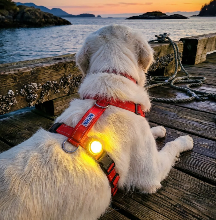 Firefly LED Dog Safety Light - Clip-On Night Visibility Light