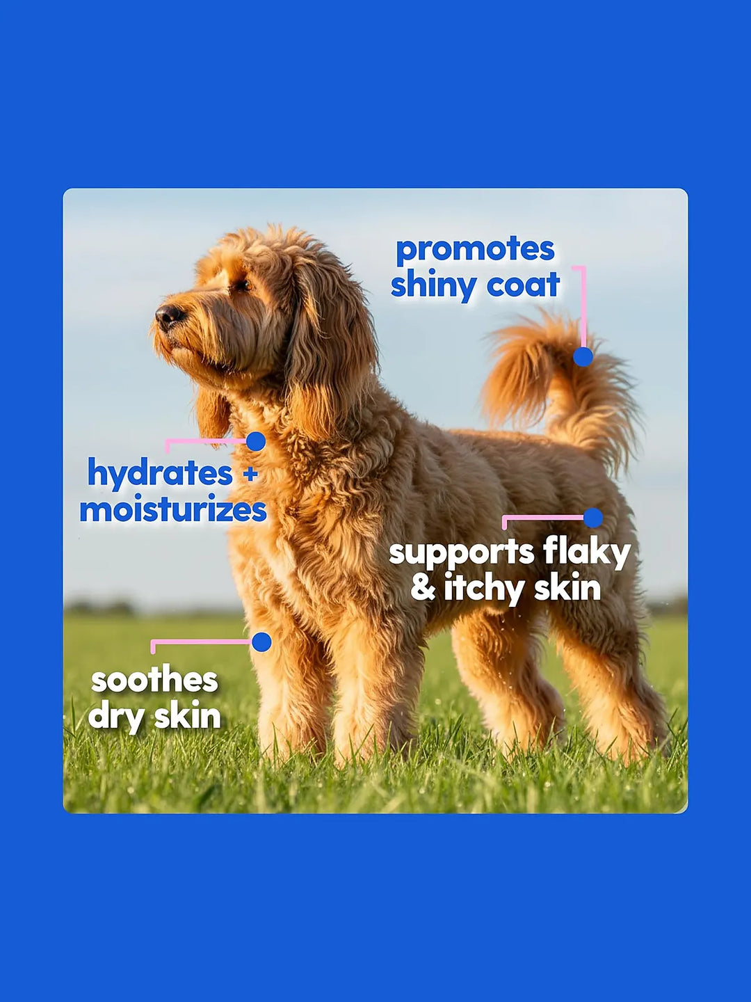 Taily Multivitamin with Liquid Collagen for Dogs and Cats, 4 oz