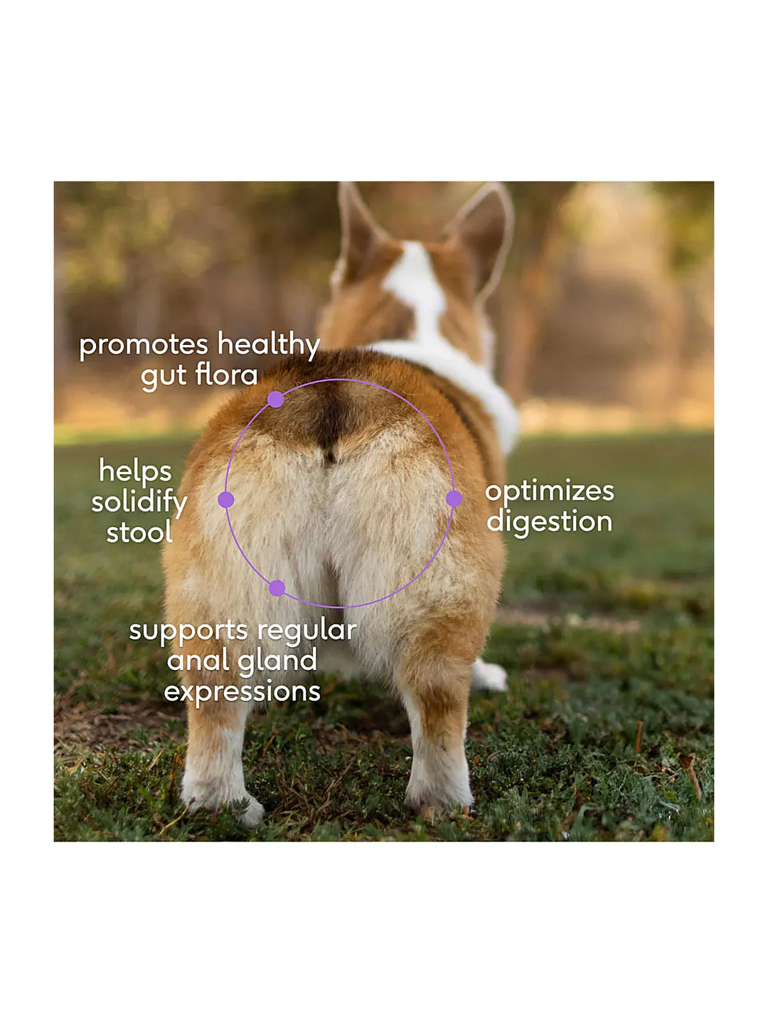 WonderGland Anal gland pumpkin fiber Digestive by Native pet